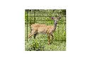  Deer Netting7 ft. x 100 ft.  3:4".webp