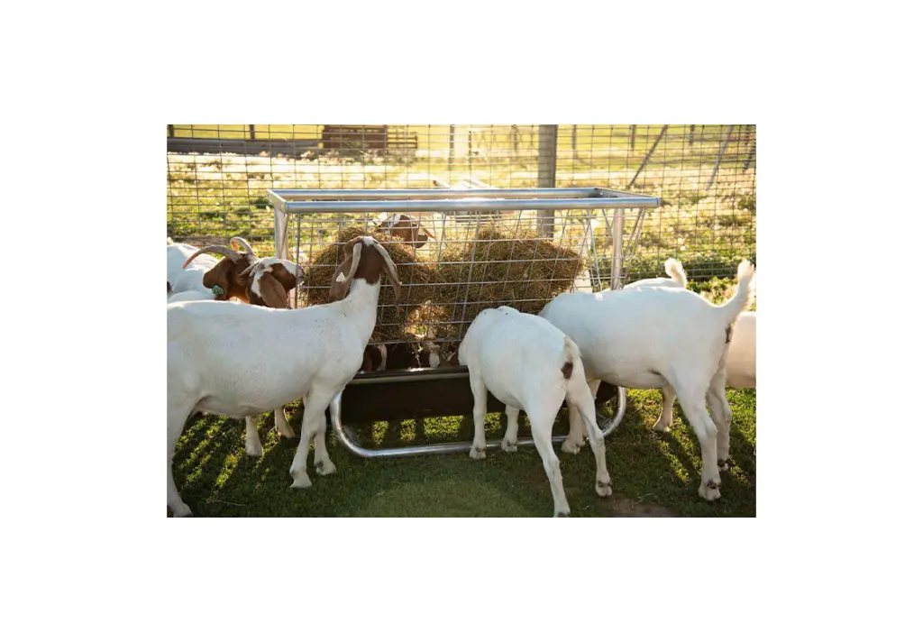 Sheep & Goat Feeder with Hayrack in. use.webp