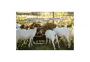 Sheep & Goat Feeder with Hayrack in. use.webp