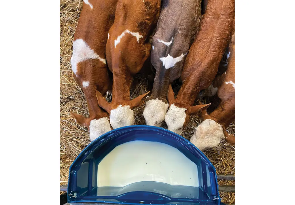 Milk Bar Calf Buddy 5-50L Feeder in use.webp
