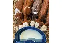 Milk Bar Calf Buddy 5-50L Feeder in use.webp