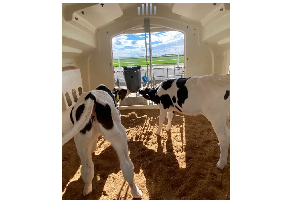 Milk Bar 2 Teat Hanging Feeder in use.webp
