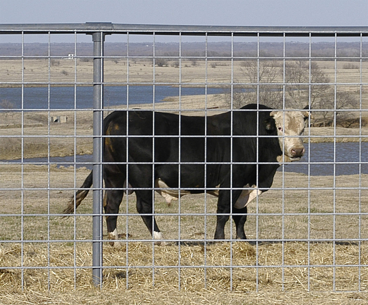 Wire Bull Panel