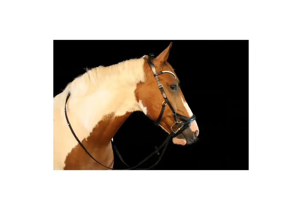 Micklem Style Bridle (w/jewel browband)