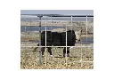 Wire Bull Panel